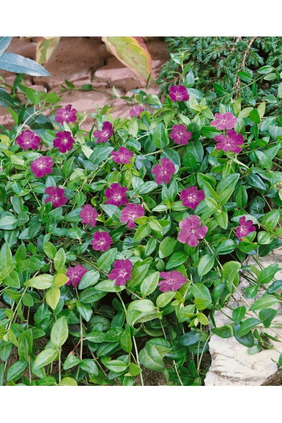 Барвінок малий Атропурпуреа колір квітів